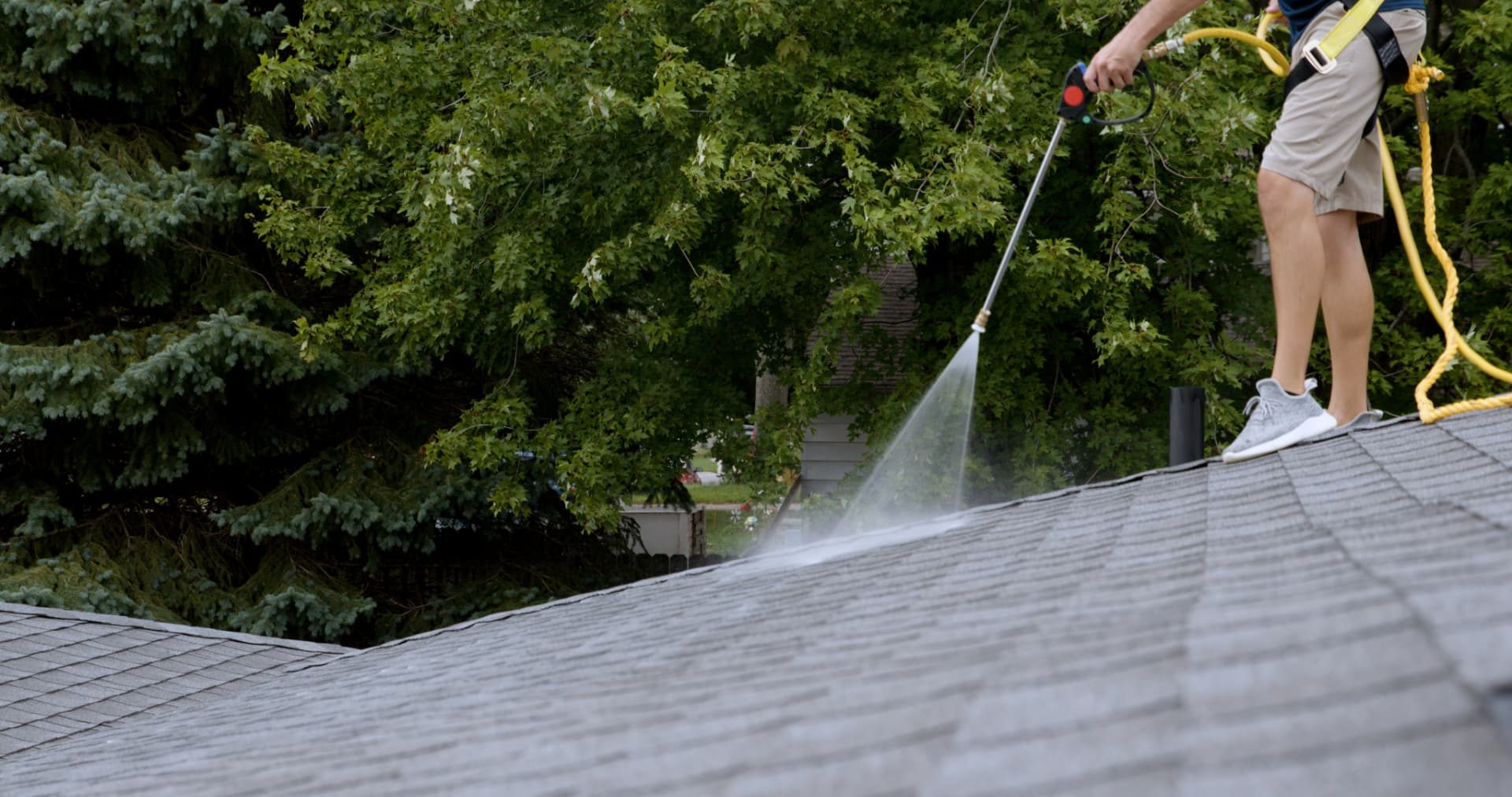 Rejuvenation treatment sprayed across asphalt shingles with spruce behind